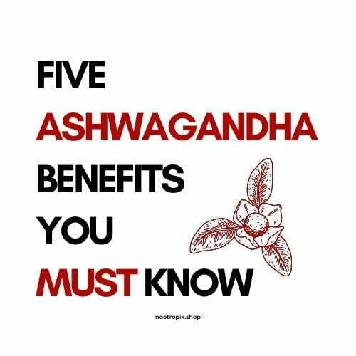 five nootropic ashwagandha benefits you must know nootropix uae